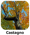 Castagno